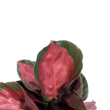 Calathea, 3.5in, Rosy