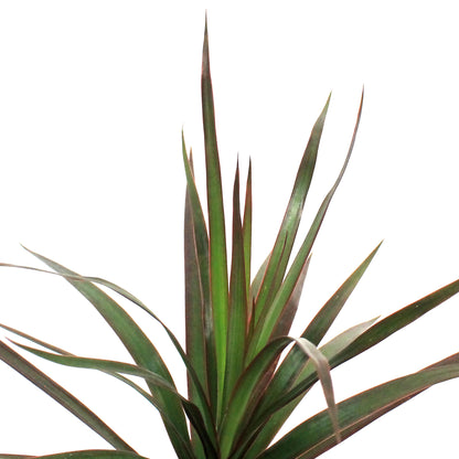Dracaena, 3.5in, Marginata