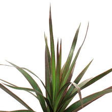 Load image into Gallery viewer, Dracaena, 3.5in, Marginata
