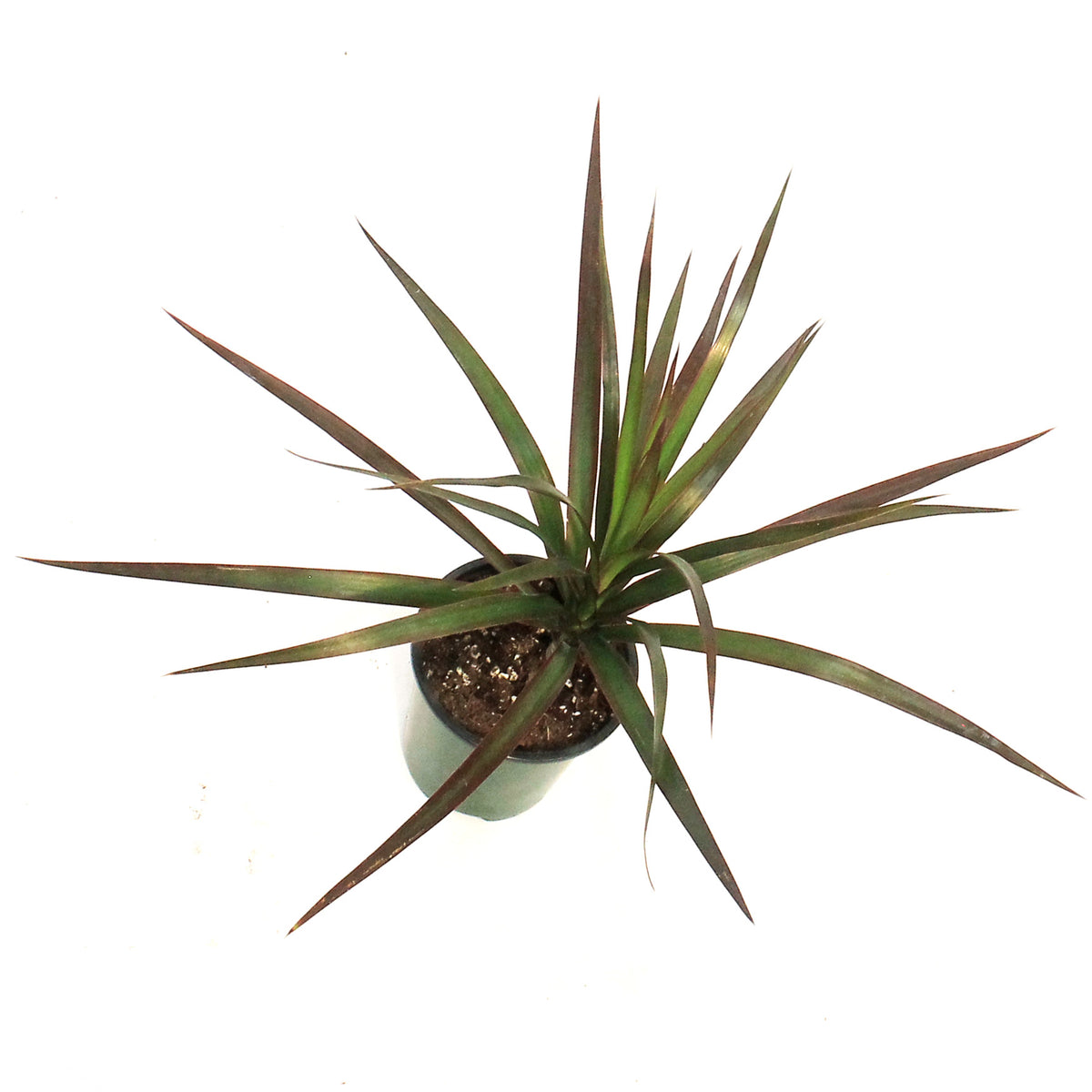 Dracaena, 3.5in, Marginata