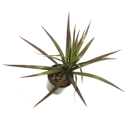 Dracaena, 3.5in, Marginata
