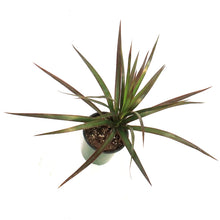 Load image into Gallery viewer, Dracaena, 3.5in, Marginata
