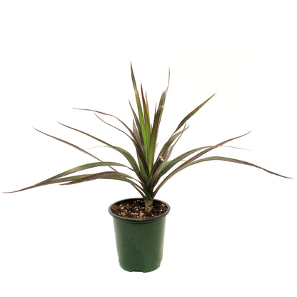 Dracaena, 3.5in, Marginata