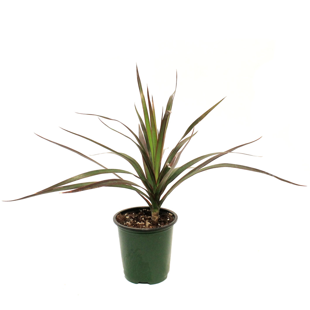 Dracaena, 3.5in, Marginata