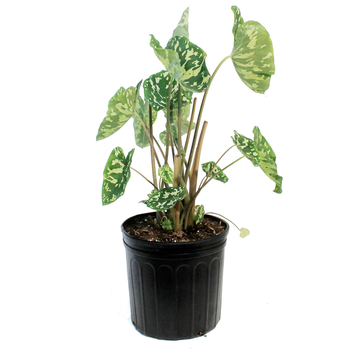 Alocasia, 10in, Hilo Beauty