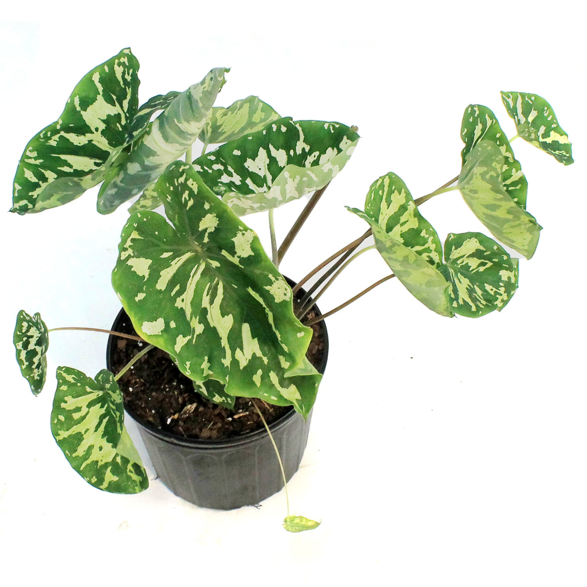 Alocasia, 10in, Hilo Beauty