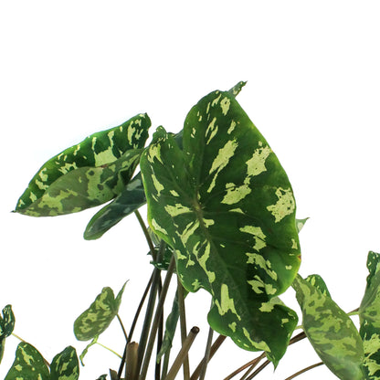 Alocasia, 10in, Hilo Beauty