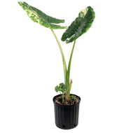 Alocasia,10in, Macrorrhiza