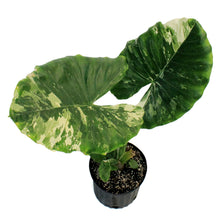 Load image into Gallery viewer, Alocasia,10in, Macrorrhiza
