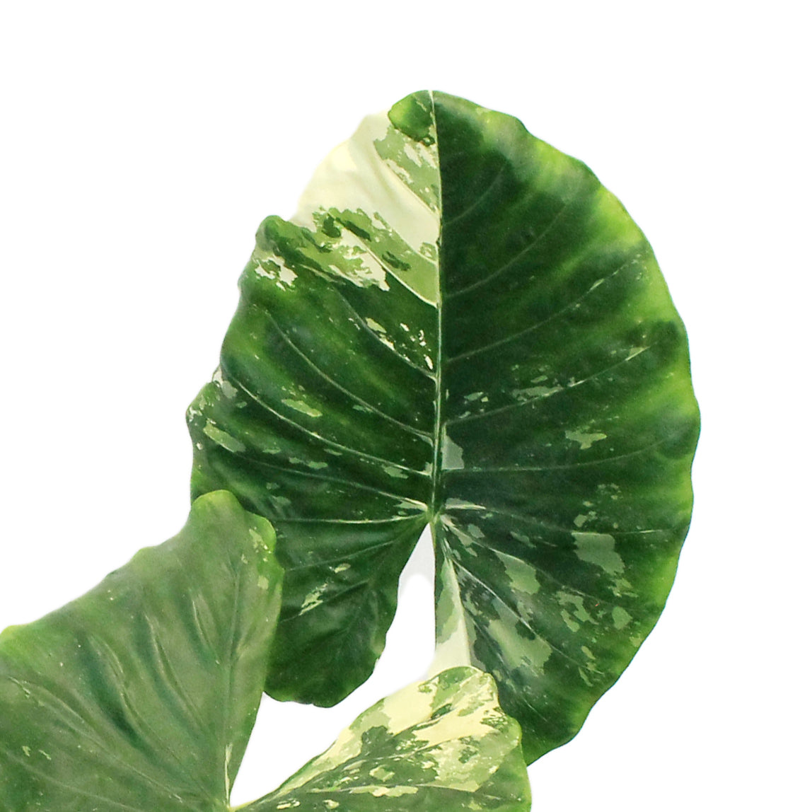 Alocasia,10in, Macrorrhiza