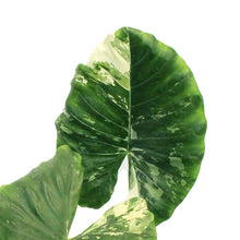 Load image into Gallery viewer, Alocasia,10in, Macrorrhiza

