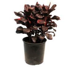 Load image into Gallery viewer, Cordyline, 10in, Rolly
