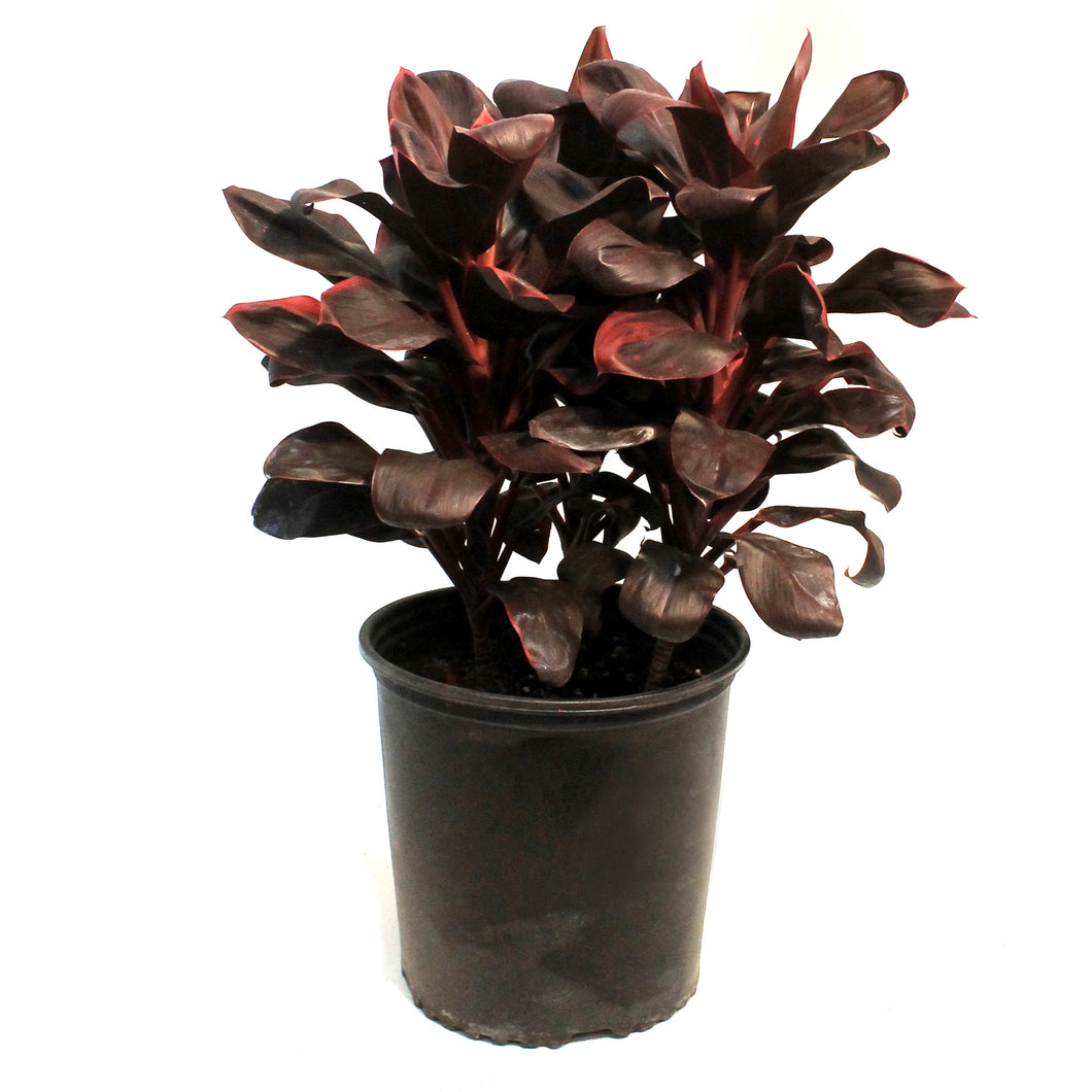 Cordyline, 10in, Rolly