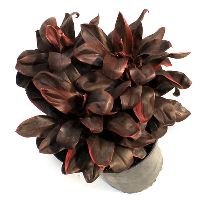 Cordyline, 10in, Rolly