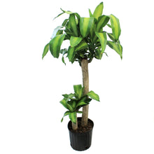 Load image into Gallery viewer, Dracaena, 10in, Frangrass Mass Cane
