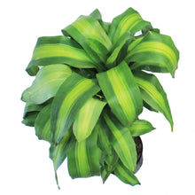Load image into Gallery viewer, Dracaena, 10in, Frangrass Mass Cane
