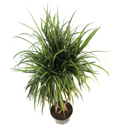 Dracaena, 10in, Zulu