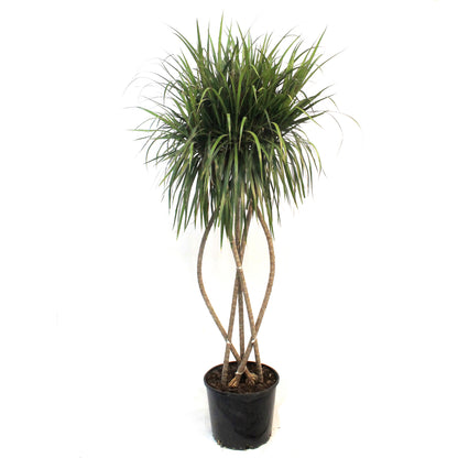 Dracaena, 10in, Zulu