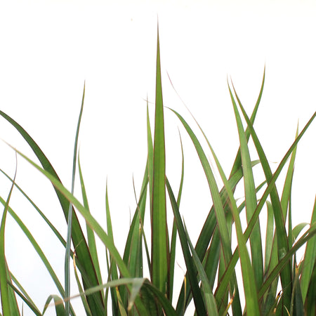 Dracaena, 10in, Zulu