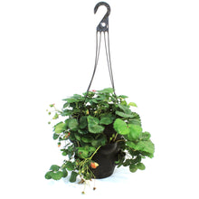 Load image into Gallery viewer, Fruit, 11in, Strawberry Hanging Basket
