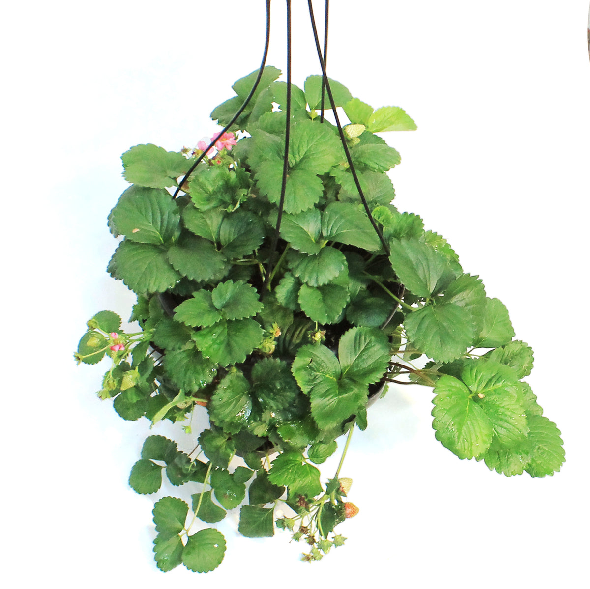 Fruit, 11in, Strawberry Hanging Basket