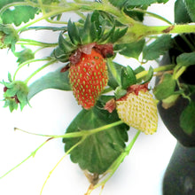 Load image into Gallery viewer, Fruit, 11in, Strawberry Hanging Basket
