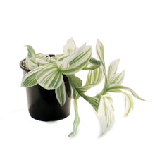 Load image into Gallery viewer, Tradescantia, 4in, Pistachio
