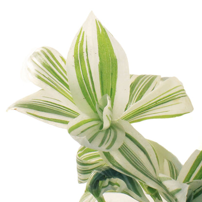 Tradescantia, 4in, Pistachio