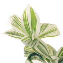 Load image into Gallery viewer, Tradescantia, 4in, Pistachio
