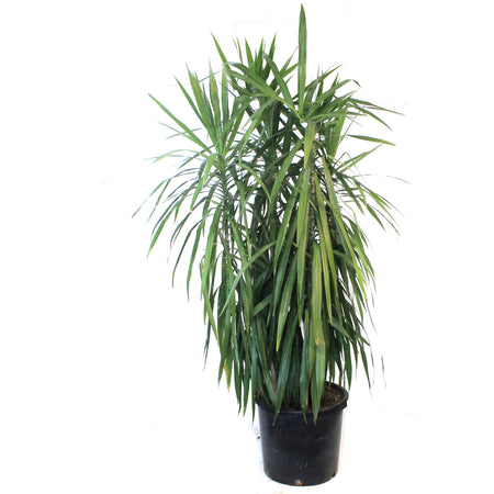 Dracaena, 17in, Tarzan Staggered