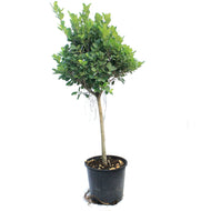 14in,Ficus Daniella