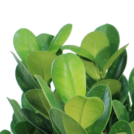 14in,Ficus Daniella
