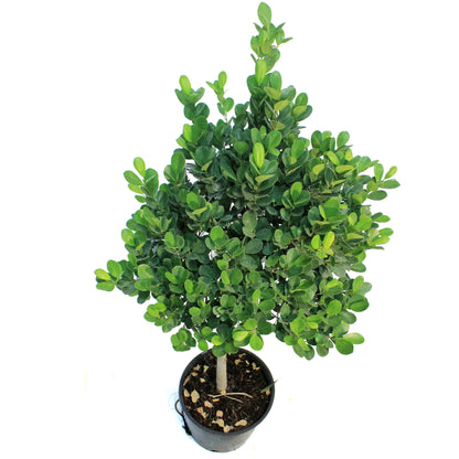 14in,Ficus Daniella