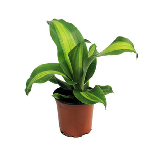 dracaena massangeana marley Dracaena, 4in, Marley – Floral Acres Greenhouse & Garden Centre