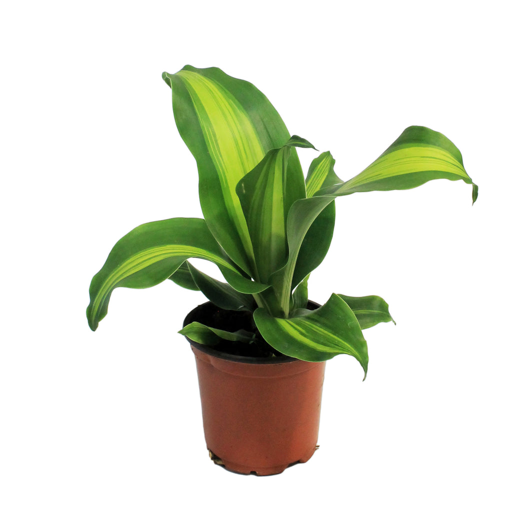Dracaena, 4in, Marley