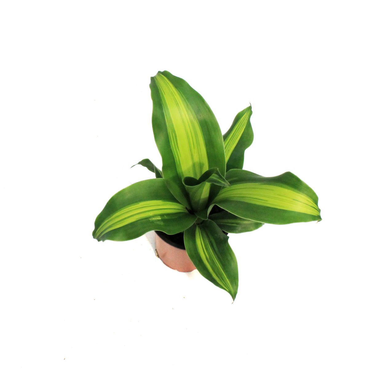 Dracaena, 4in, Marley