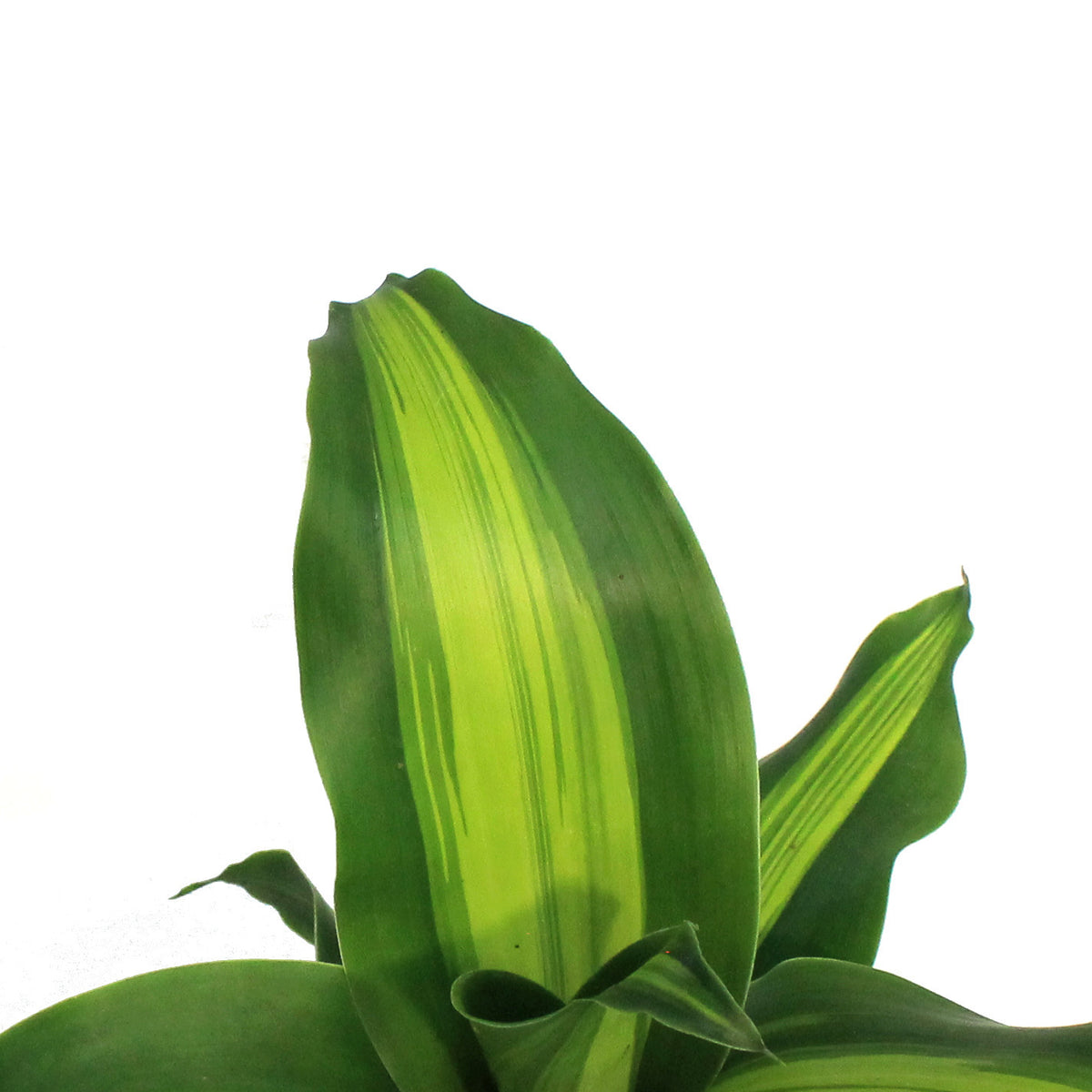 Dracaena, 4in, Marley