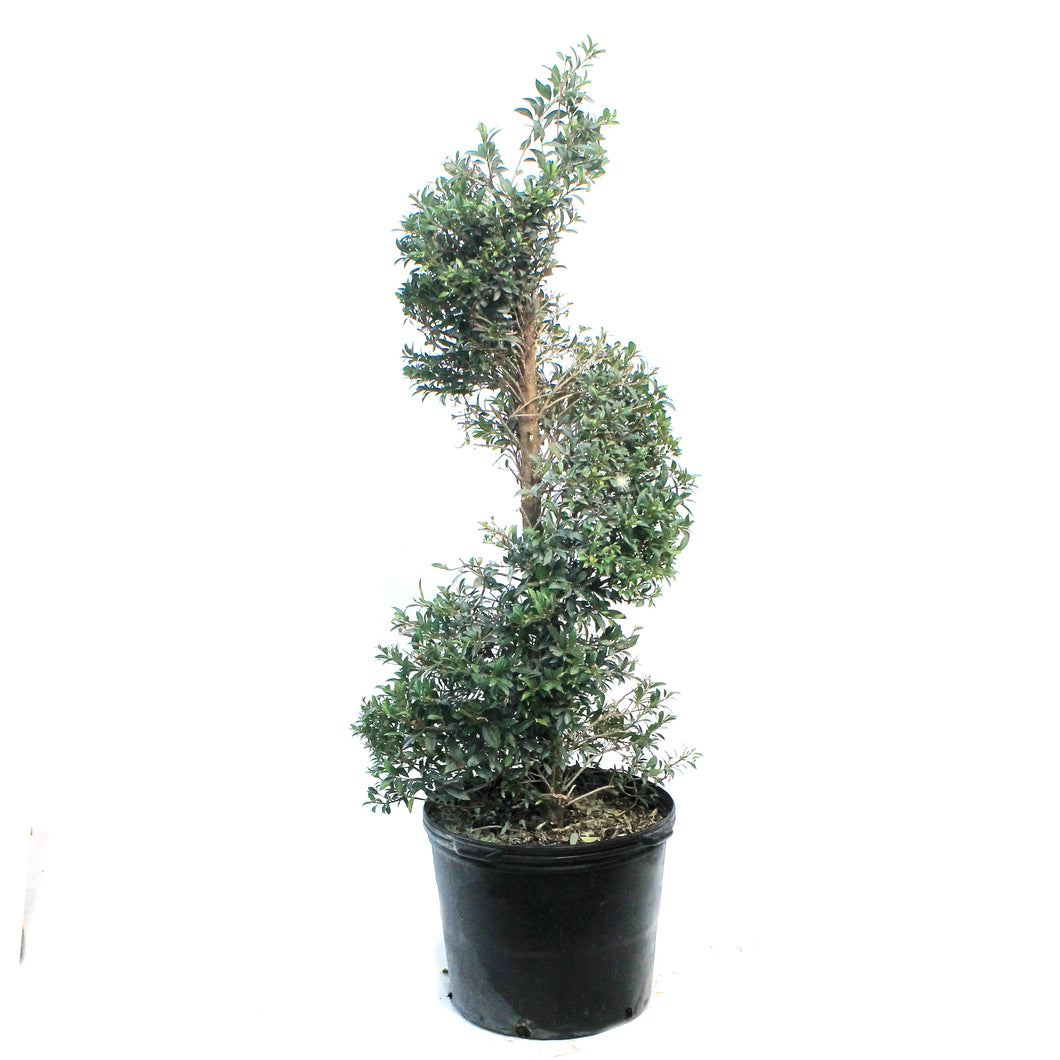 14in, Eugenia Topiary Spiral