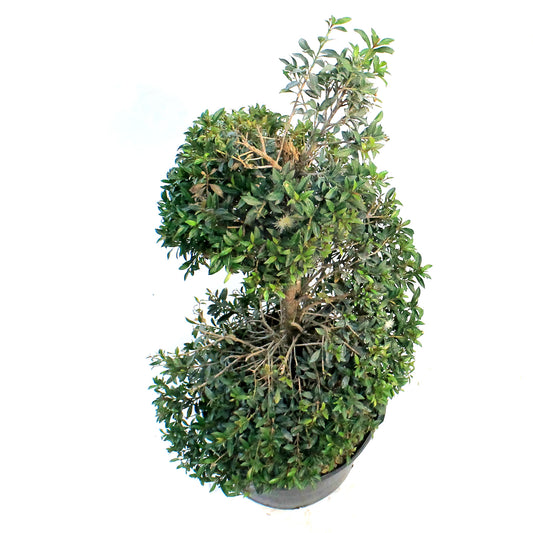 14in, Eugenia Topiary Spiral