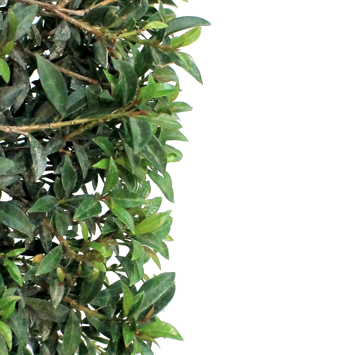 14in, Eugenia Topiary Spiral
