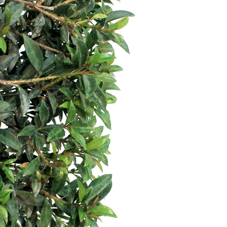 14in, Eugenia Topiary Spiral