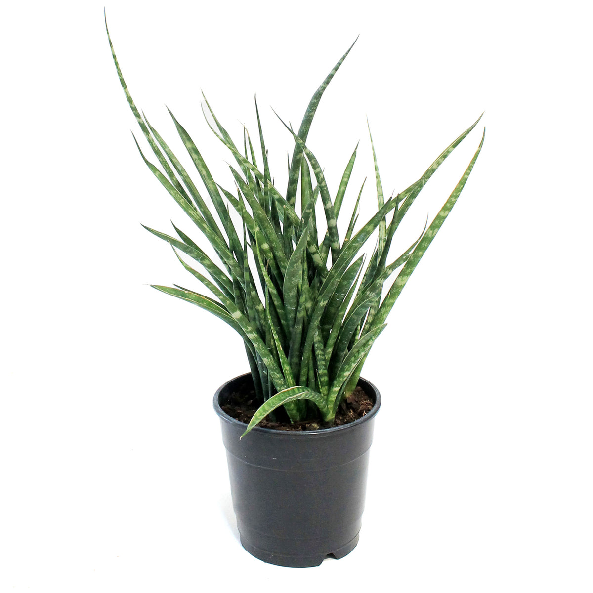 Sansevieria, 5in, Fernwood/Mikado