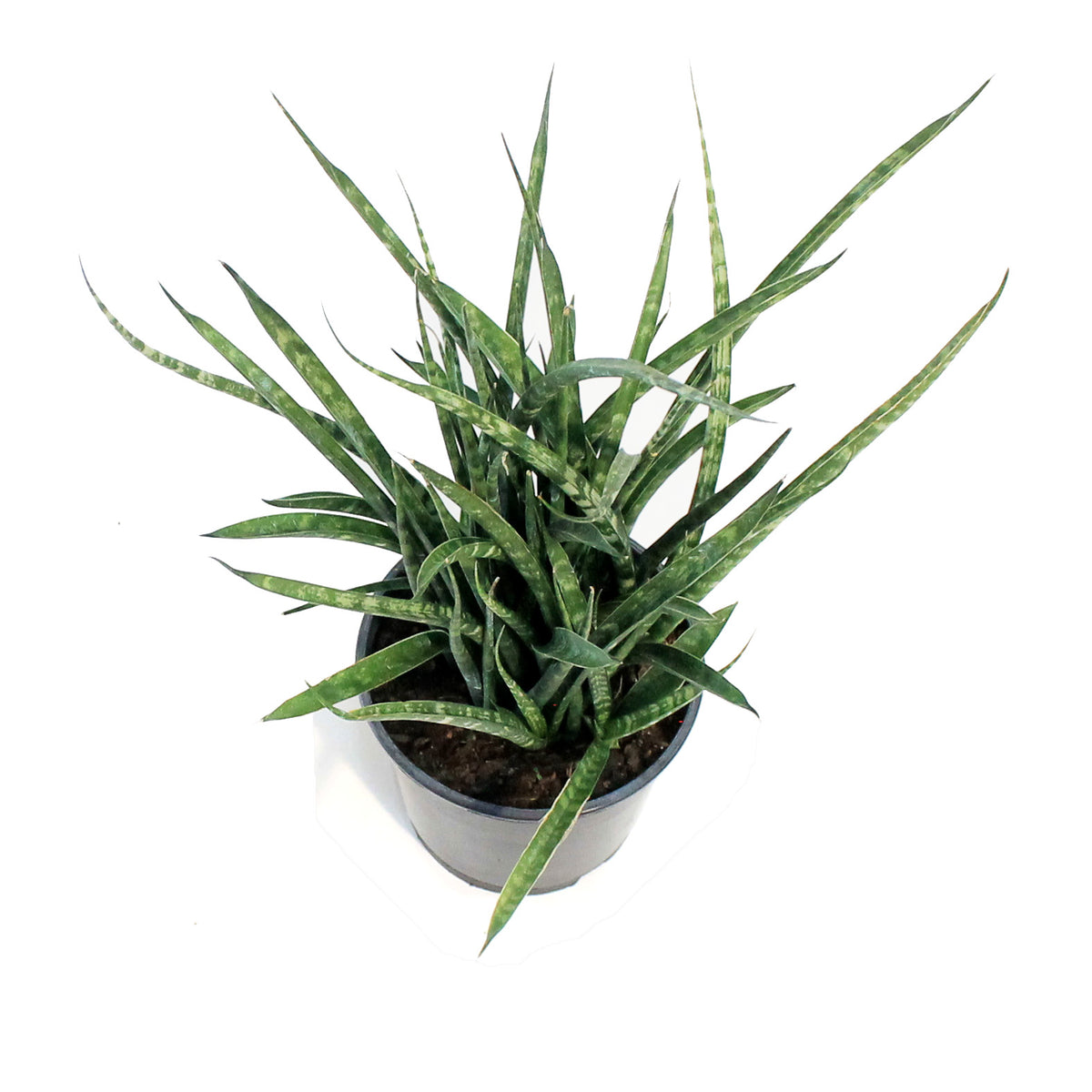 Sansevieria, 5in, Fernwood/Mikado