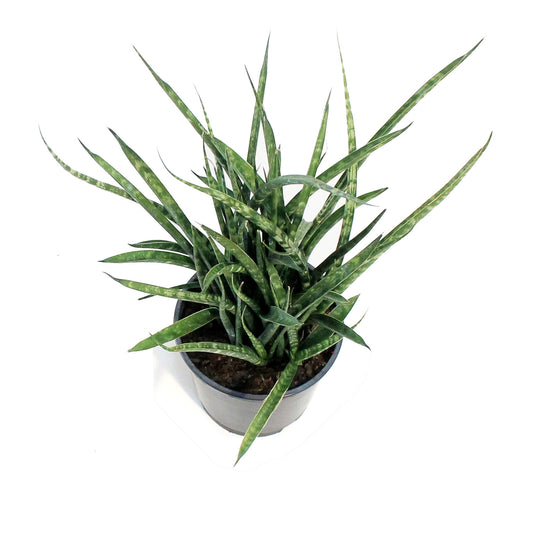 Sansevieria, 5in, Fernwood/Mikado