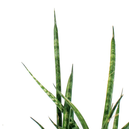 Sansevieria, 5in, Fernwood/Mikado