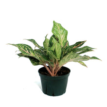 Load image into Gallery viewer, Aglaonema, 6in, Dazzling Gem
