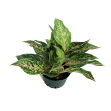 Load image into Gallery viewer, Aglaonema, 6in, Dazzling Gem
