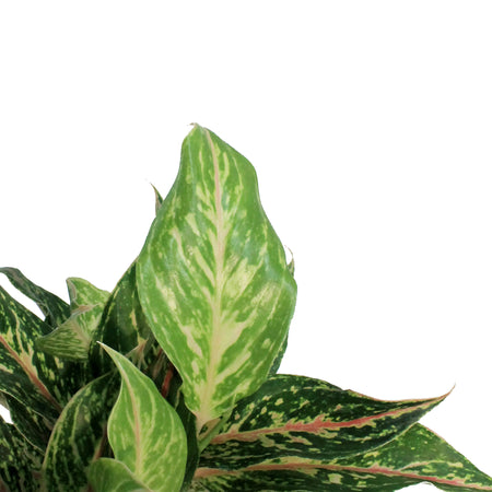 Aglaonema, 6in, Dazzling Gem
