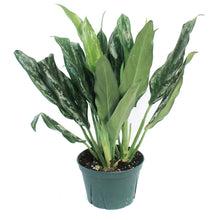 Load image into Gallery viewer, Aglaonema, 6in, Shade
