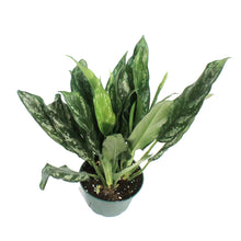 Load image into Gallery viewer, Aglaonema, 6in, Shade
